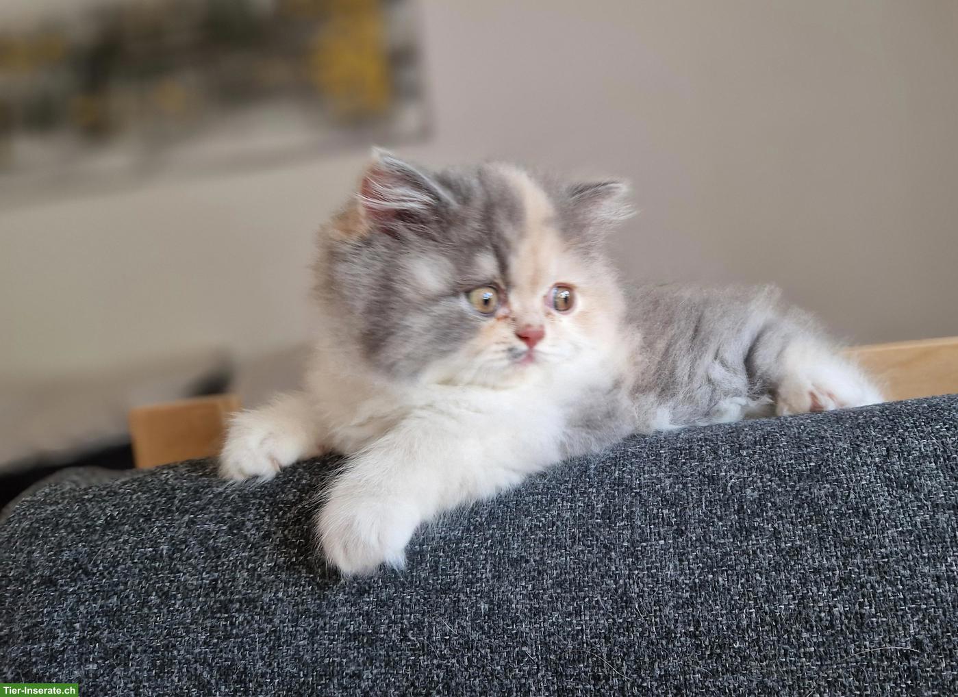 Bild 6: Britisch Lang und Kurzhaar Kitten suchen ihr Traumschloss