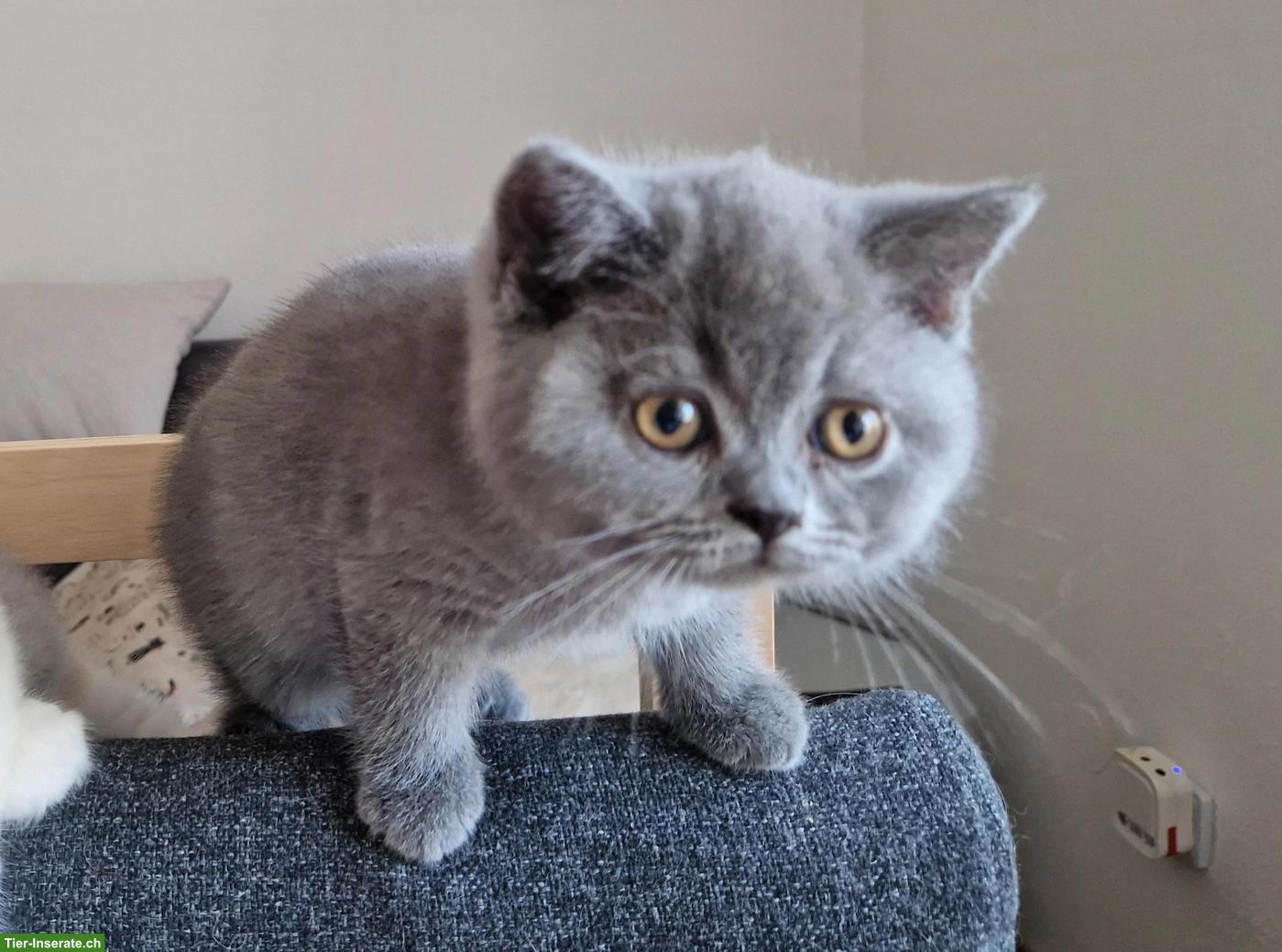Bild 9: Britisch Lang und Kurzhaar Kitten suchen ihr Traumschloss