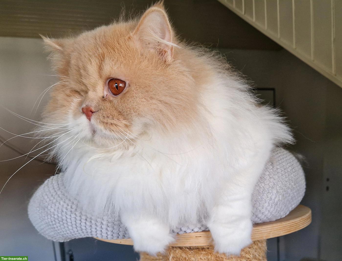 Britisch Langhaar Schmusekater sucht Sofaplatz