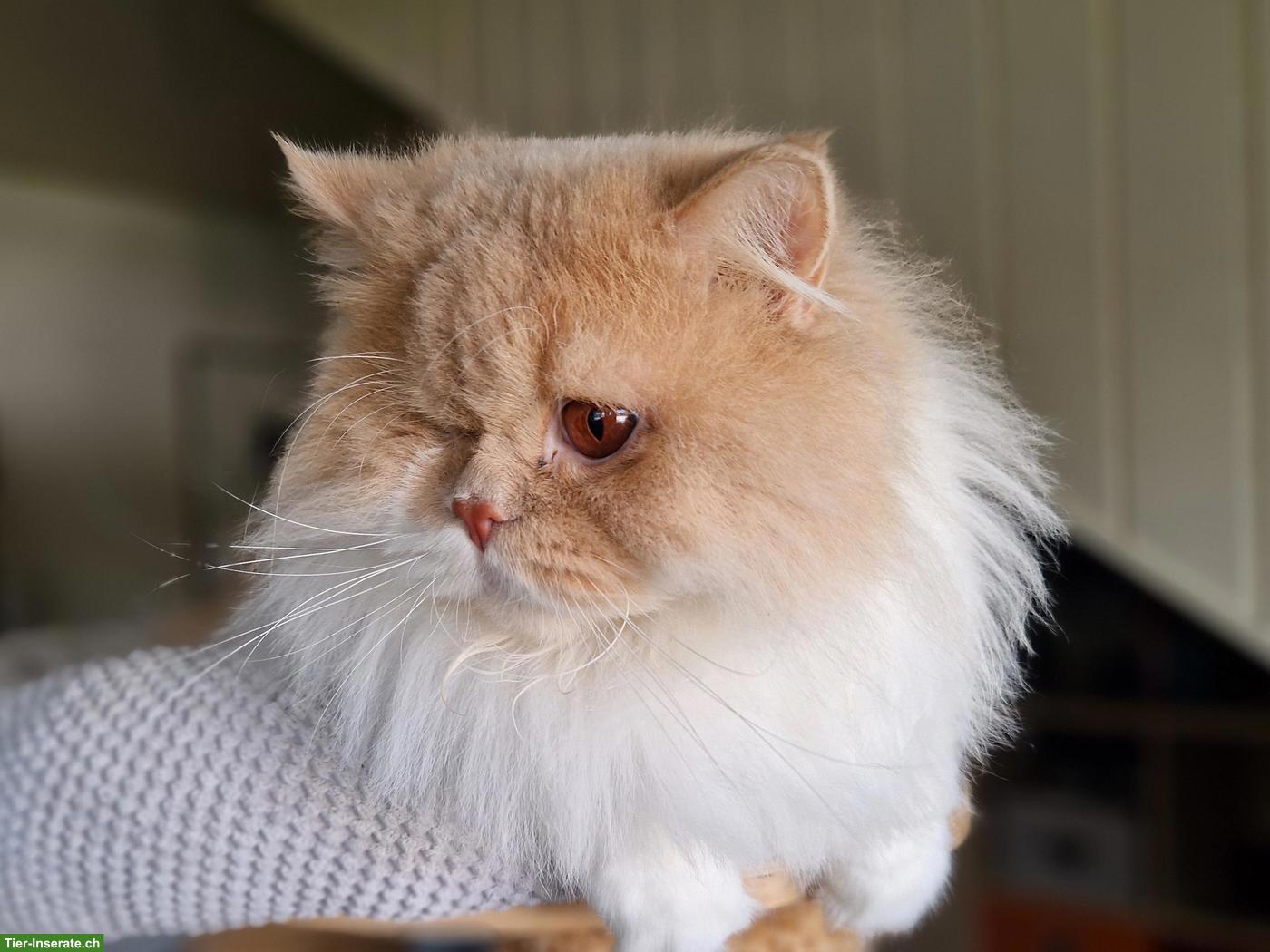 Bild 2: Britisch Langhaar Schmusekater sucht Sofaplatz