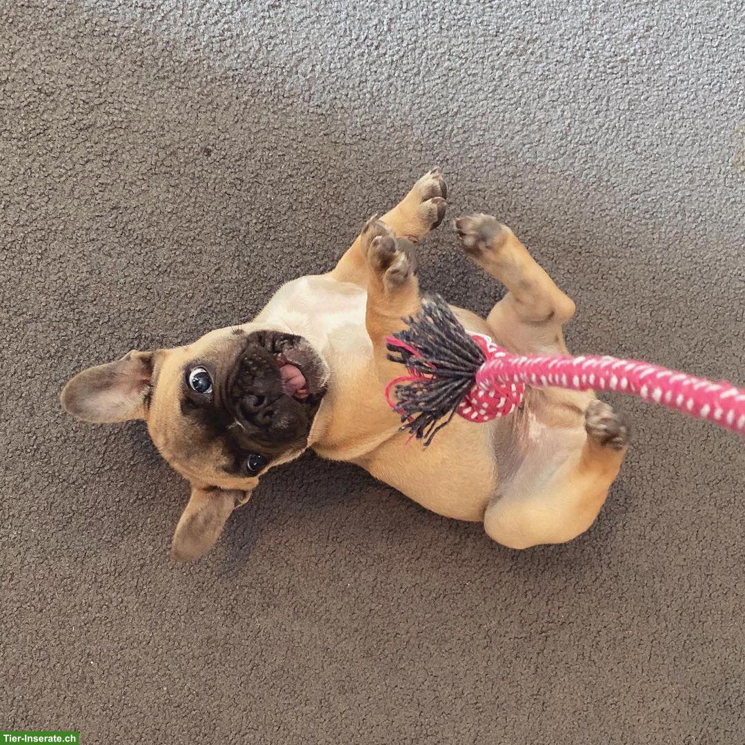 Französische Bulldoggen Rüde
