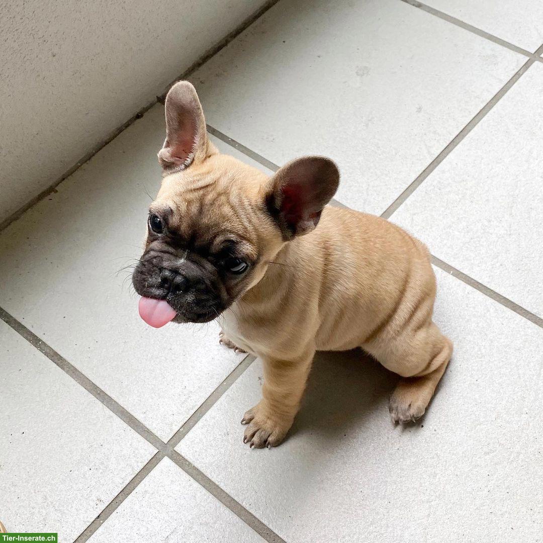 Bild 2: Französische Bulldoggen Rüde