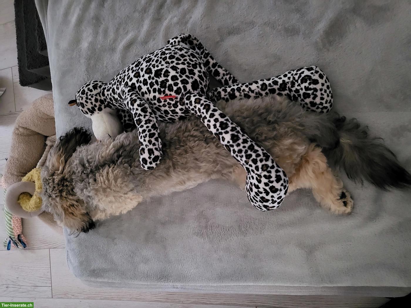 Bild 6: Toypudel Zwergpudel Junghund sucht tolles Zuhause