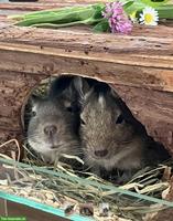 Degus suchen neues Zuhause
