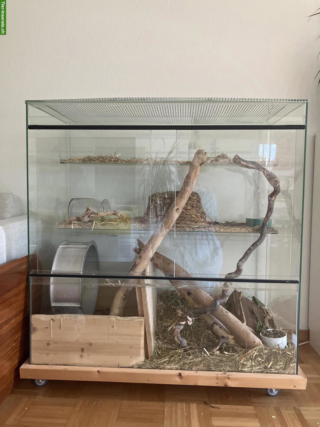 Bild 2: Degus suchen neues Zuhause