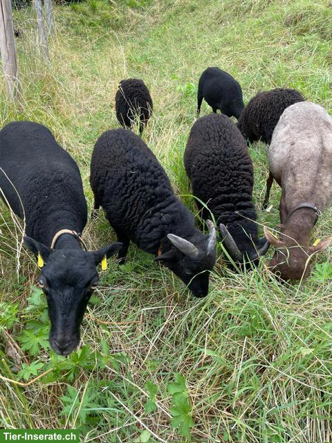 Ouessant Schafböckli von gesunder Abstammung