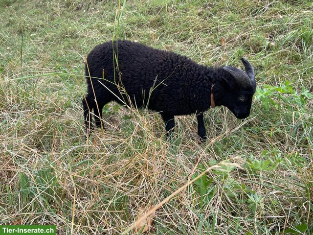 Bild 2: Ouessant Schafböckli von gesunder Abstammung