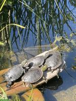 Europäische Sumpfschildkröten aus eigener Nachzucht
