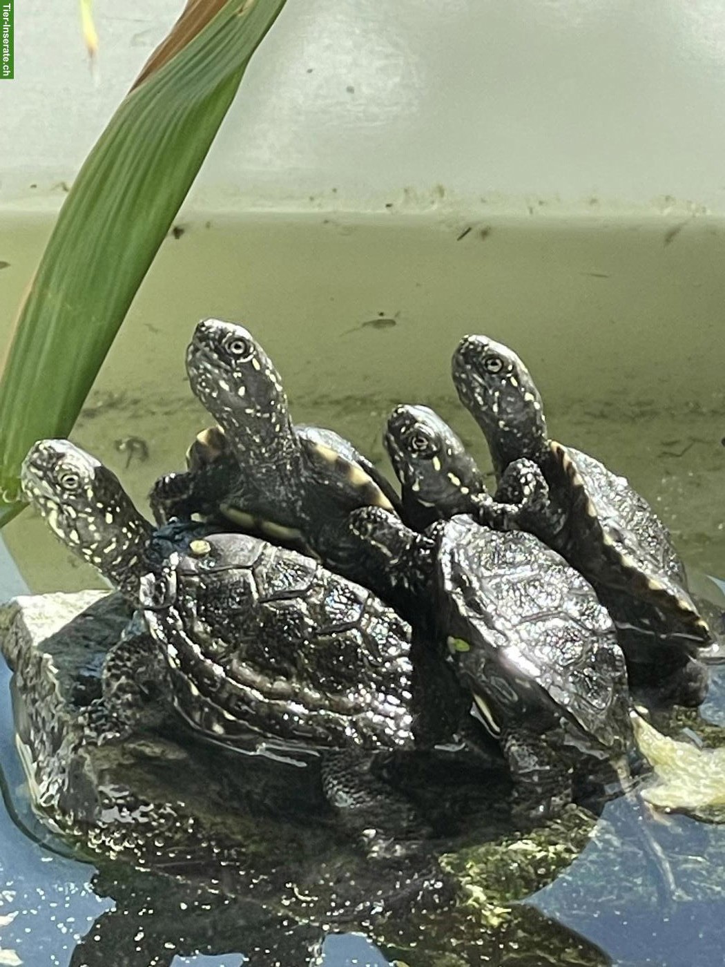 Bild 2: Europäische Sumpfschildkröten aus eigener Nachzucht