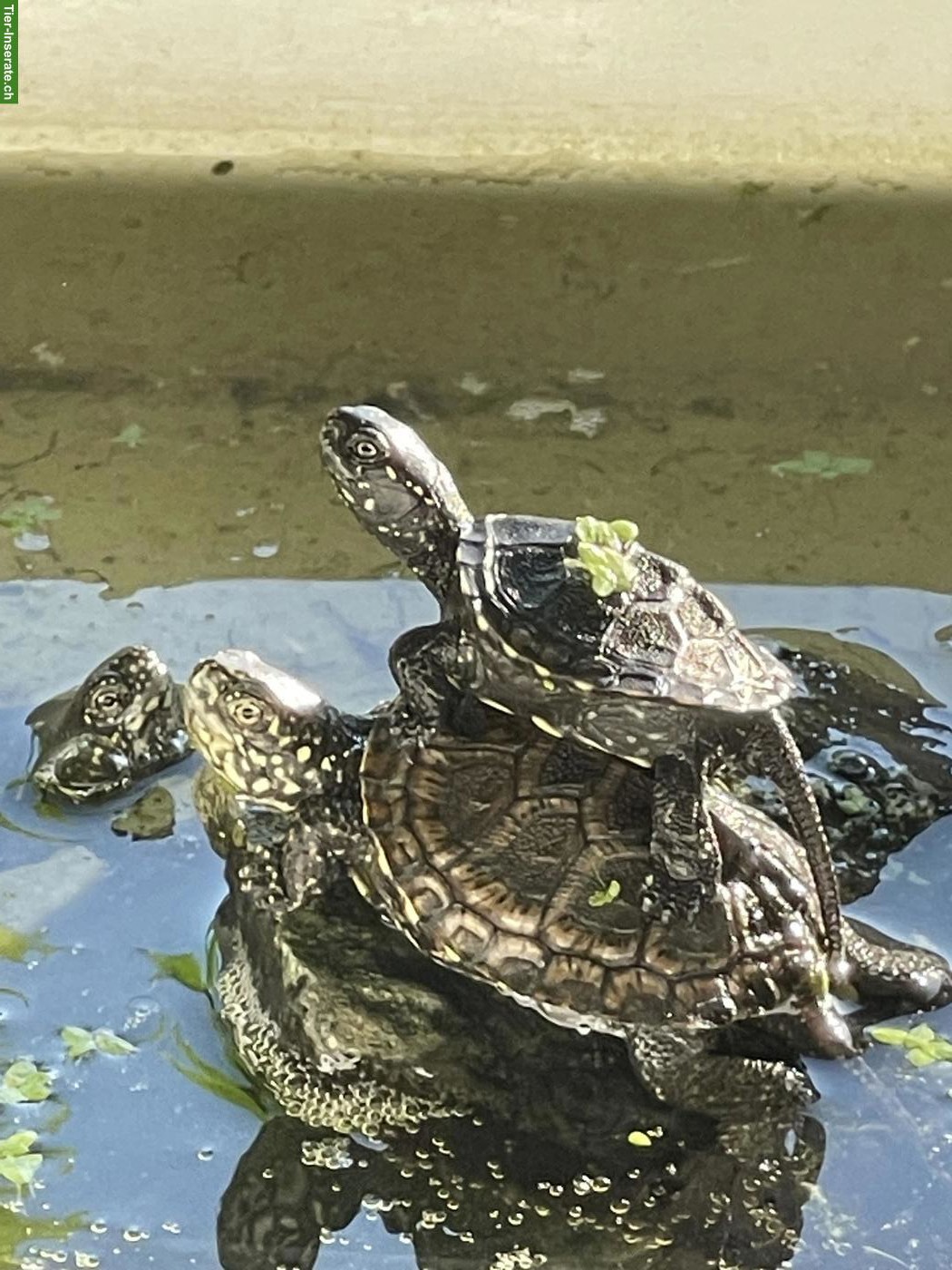 Bild 3: Europäische Sumpfschildkröten aus eigener Nachzucht