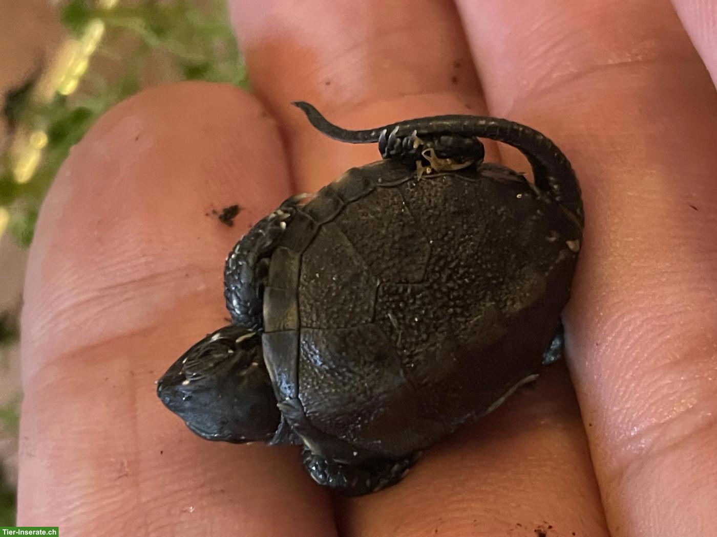 Bild 4: Europäische Sumpfschildkröten aus eigener Nachzucht