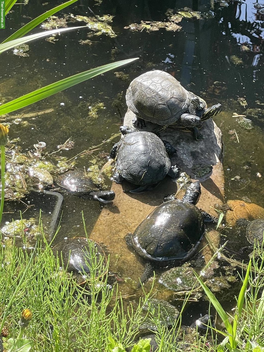 Bild 7: Europäische Sumpfschildkröten aus eigener Nachzucht
