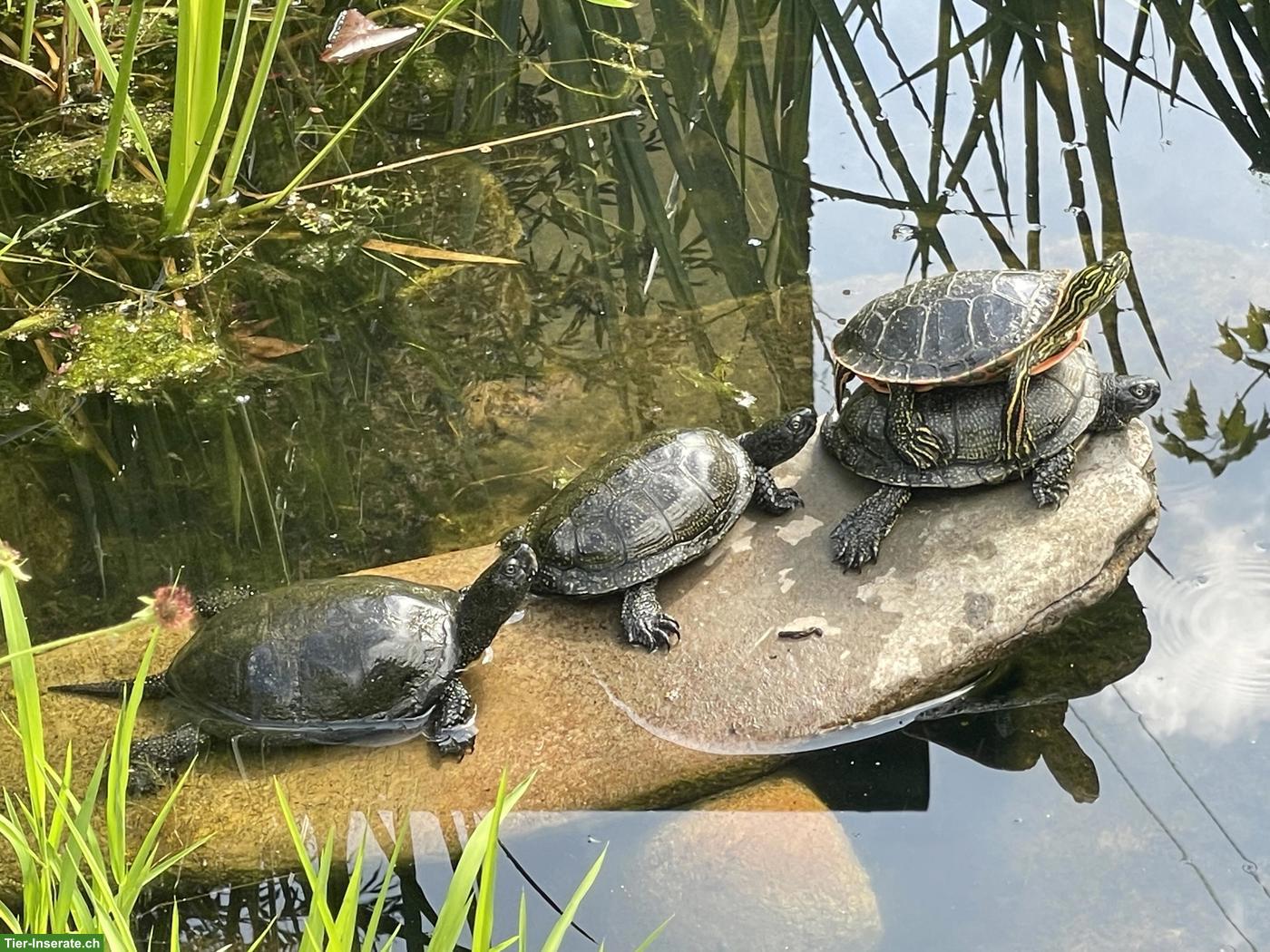 Bild 8: Europäische Sumpfschildkröten aus eigener Nachzucht