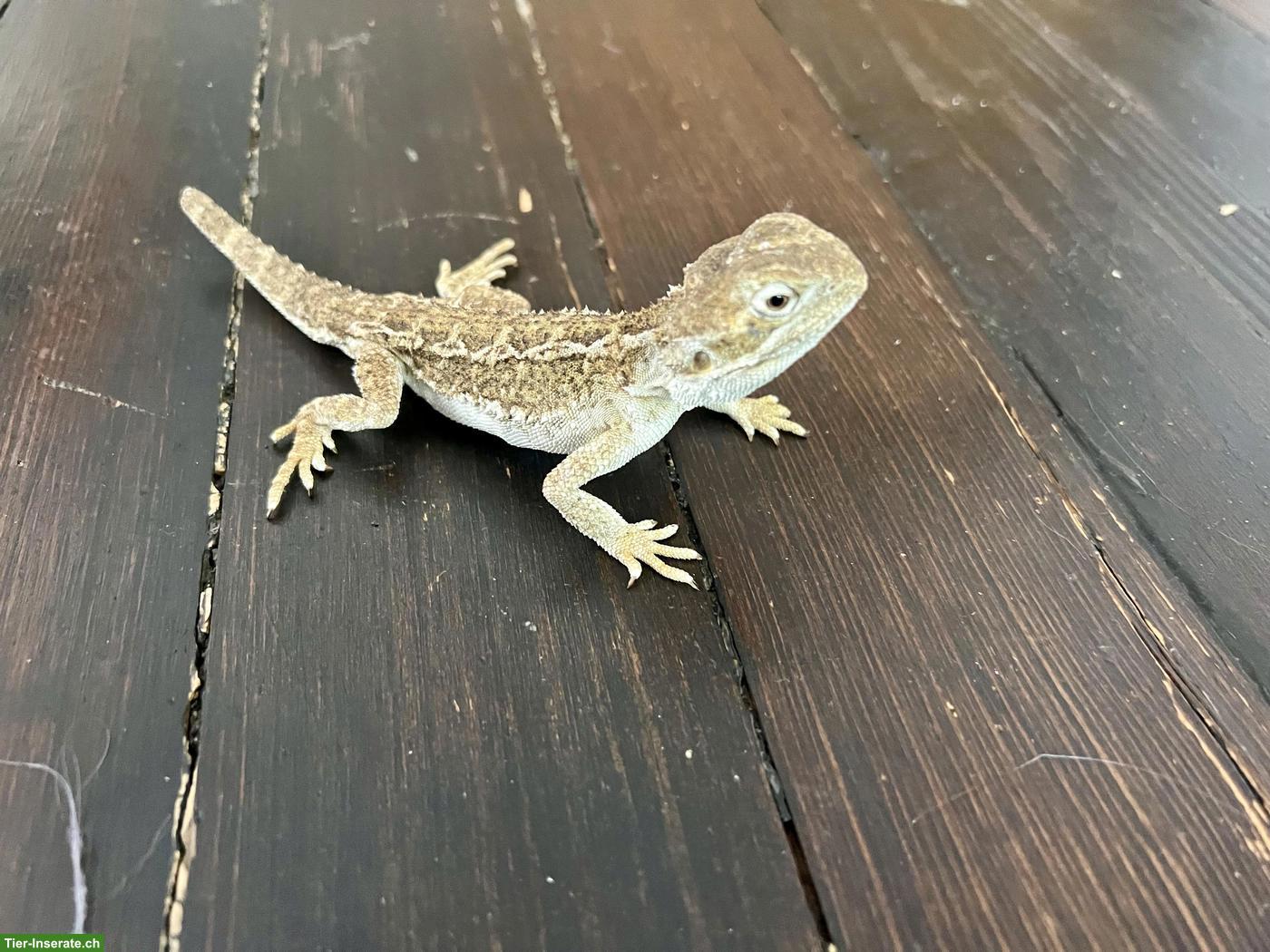 Bild 2: Zwergbartagame, männlich, 2 Jahre alt