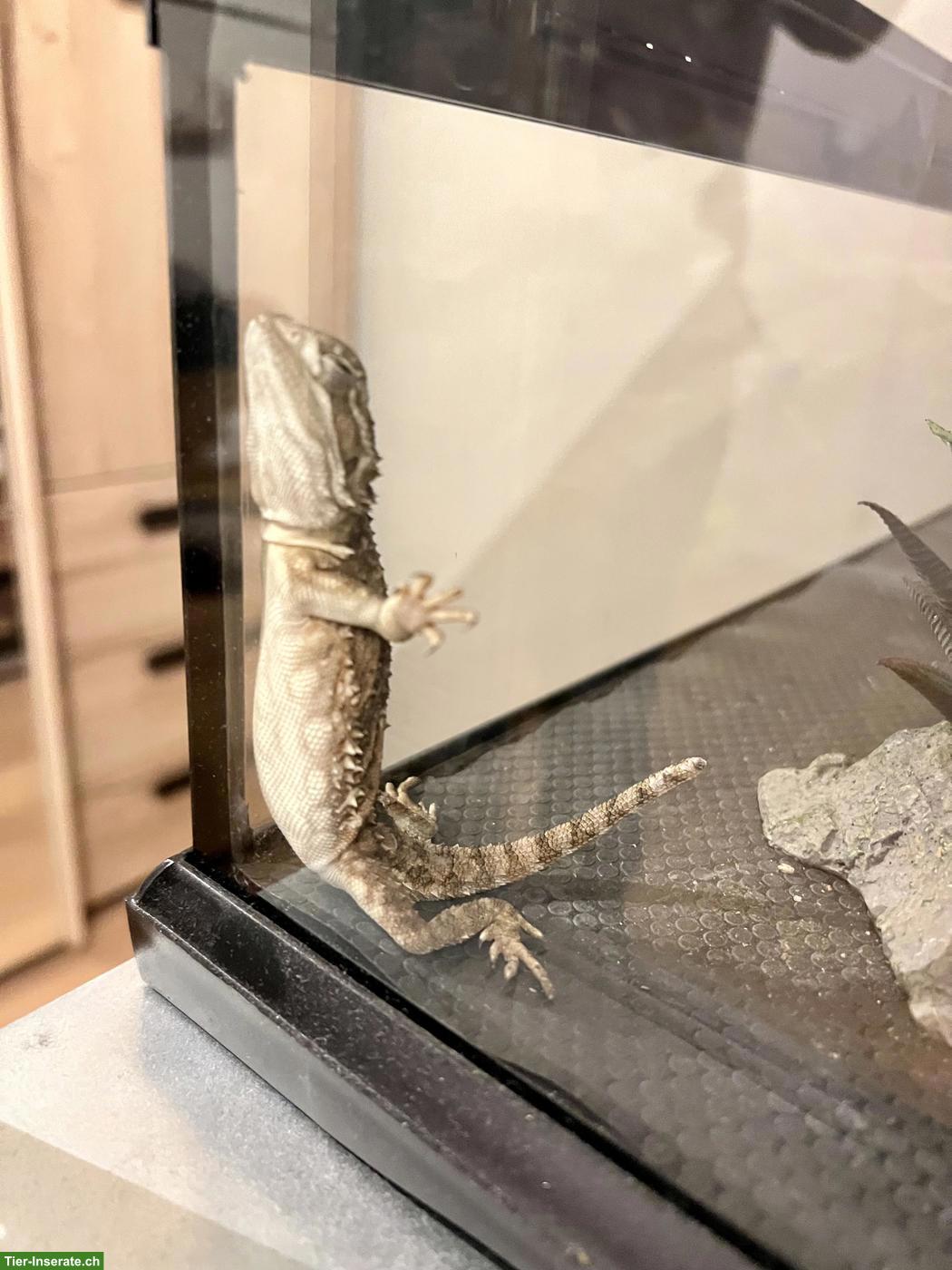 Bild 3: Zwergbartagame, männlich, 2 Jahre alt