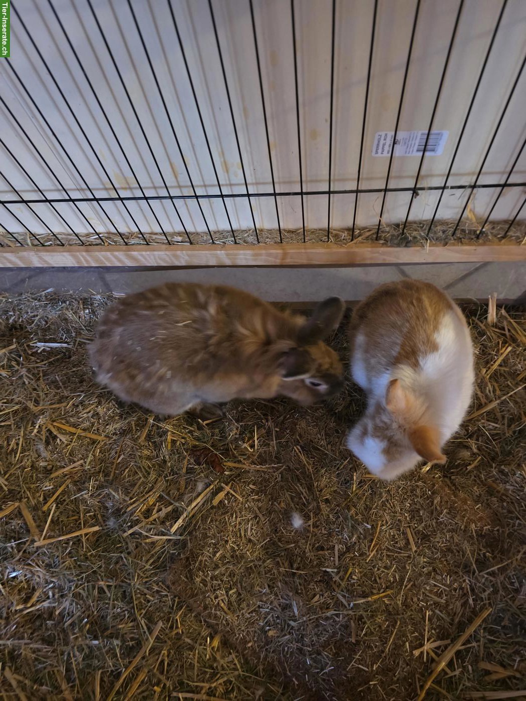 Zwergkaninchen Böckli suchen neues Zuhause