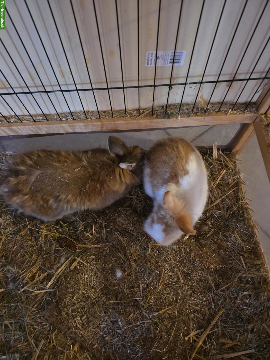 Bild 2: Zwergkaninchen Böckli suchen neues Zuhause