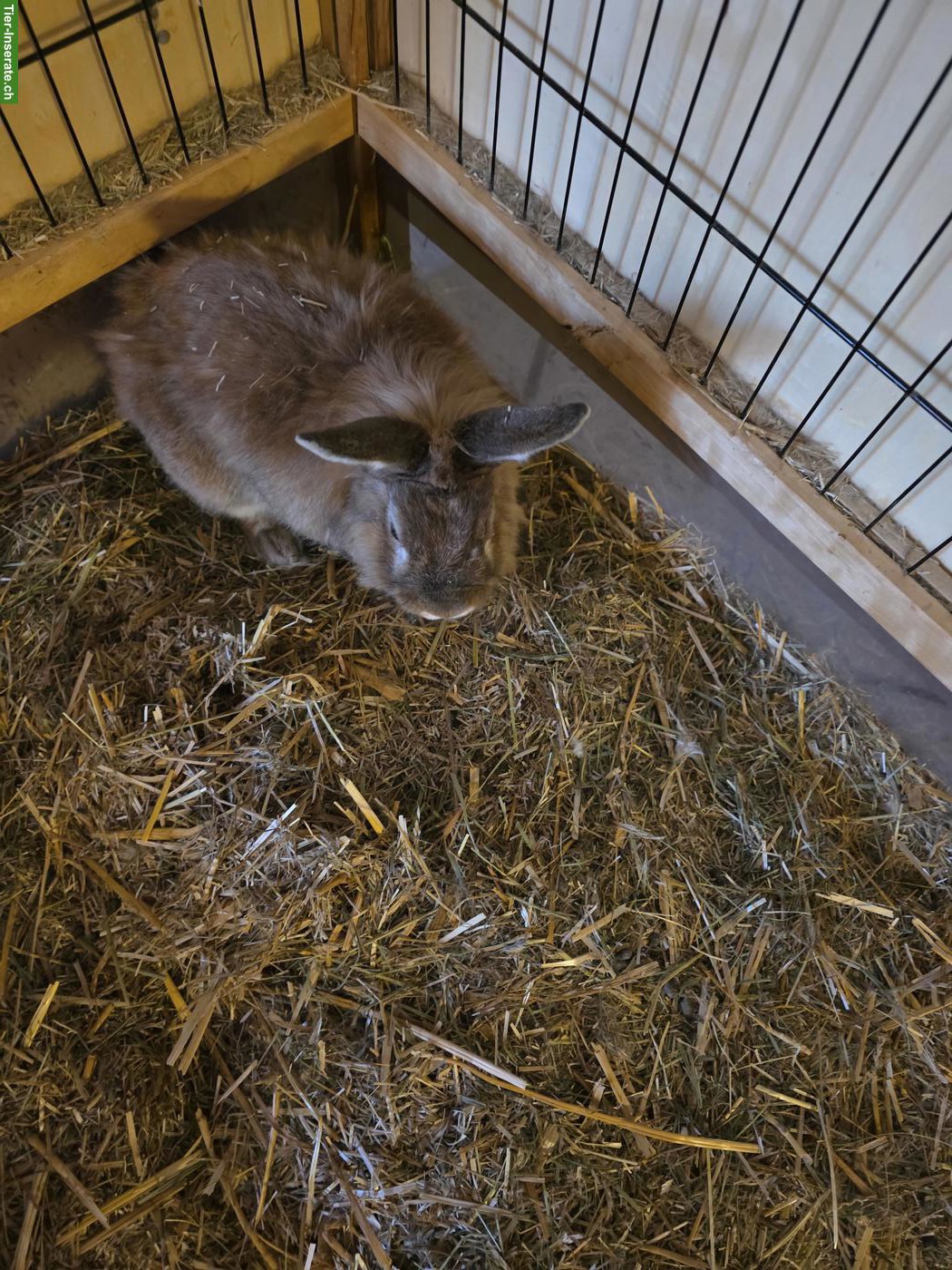 Bild 3: Zwergkaninchen Böckli suchen neues Zuhause