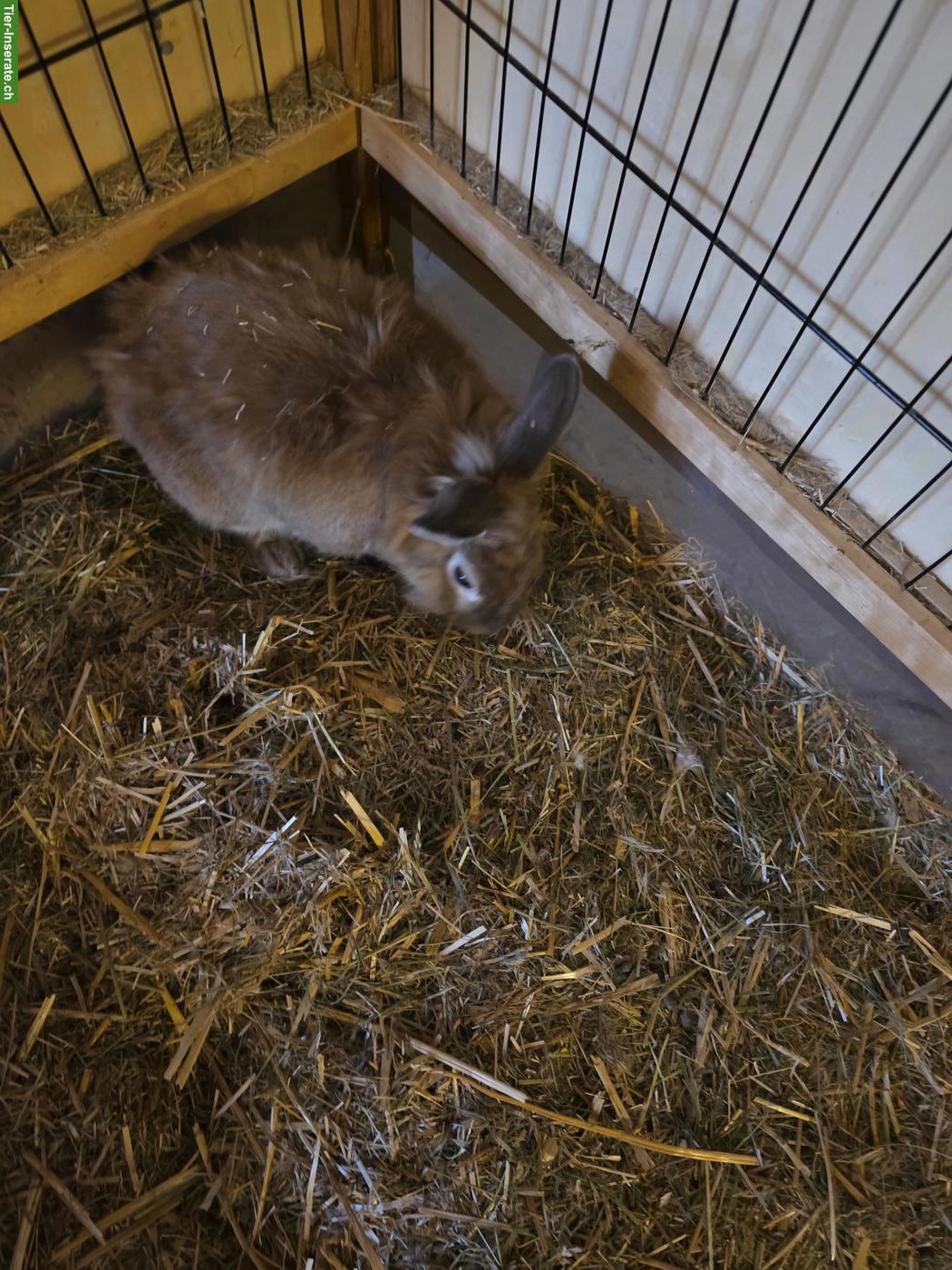 Bild 5: Zwergkaninchen Böckli suchen neues Zuhause