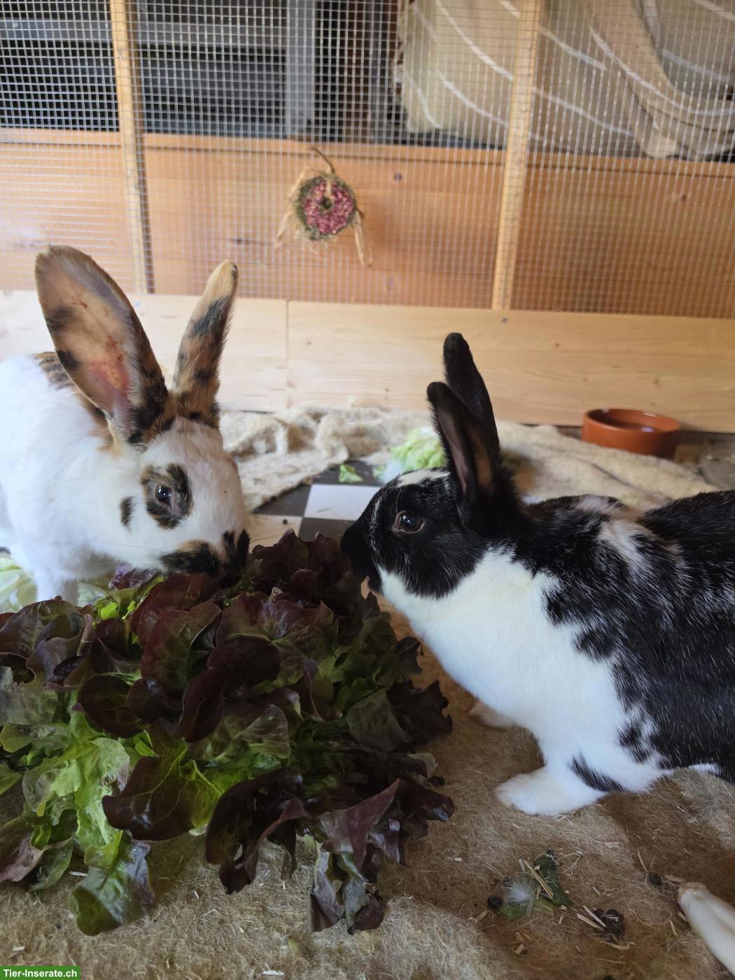 Kaninchen Stella & Sole suchen gemeinsam ihr Für-immer-Zuhause
