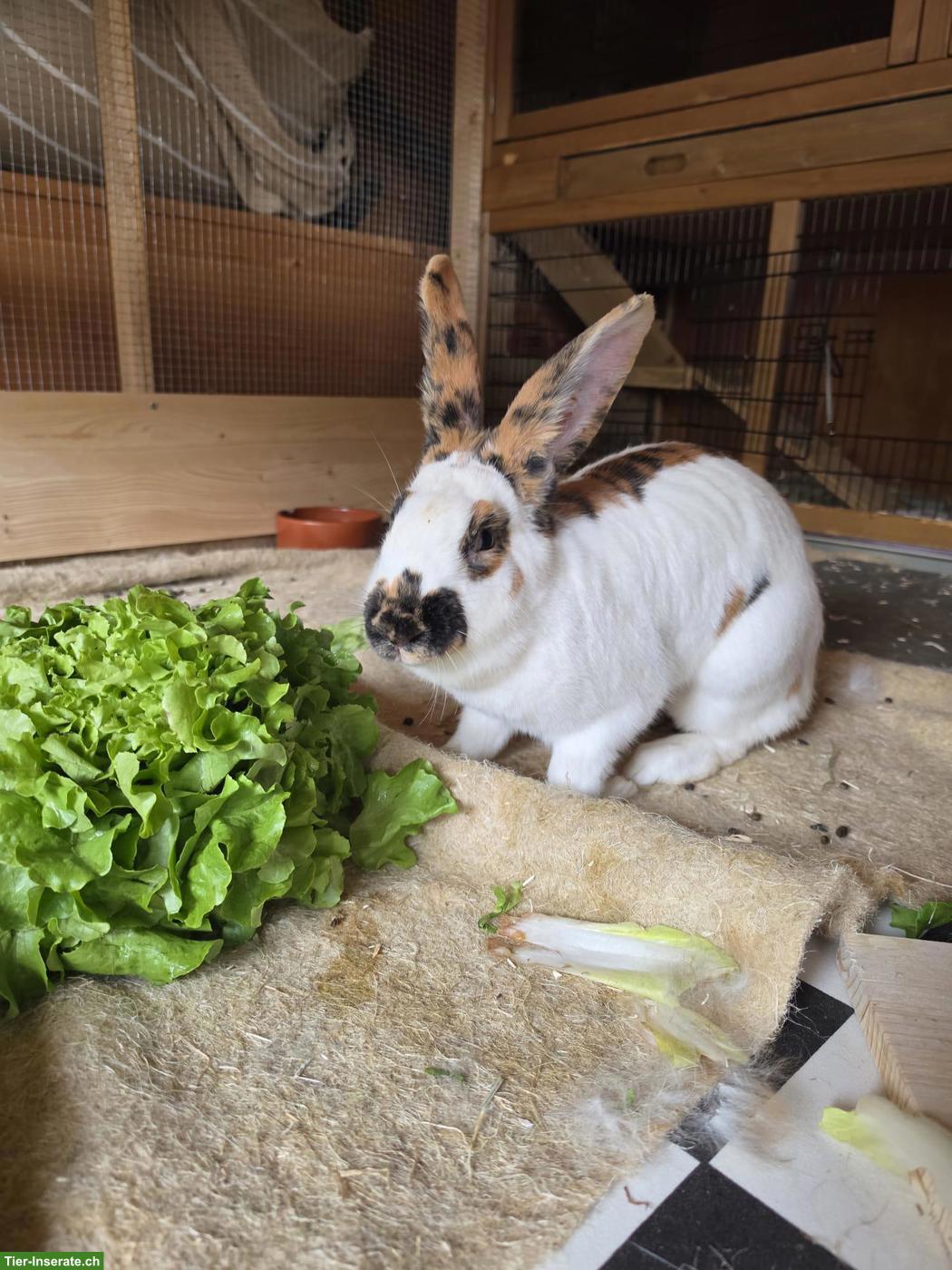 Bild 2: Kaninchen Stella & Sole suchen gemeinsam ihr Für-immer-Zuhause