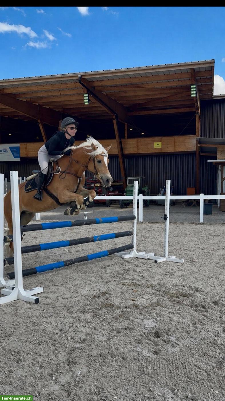 Bild 2: Reitbeteiligung für hübsche Haflinger Stute im ZH-Unterland