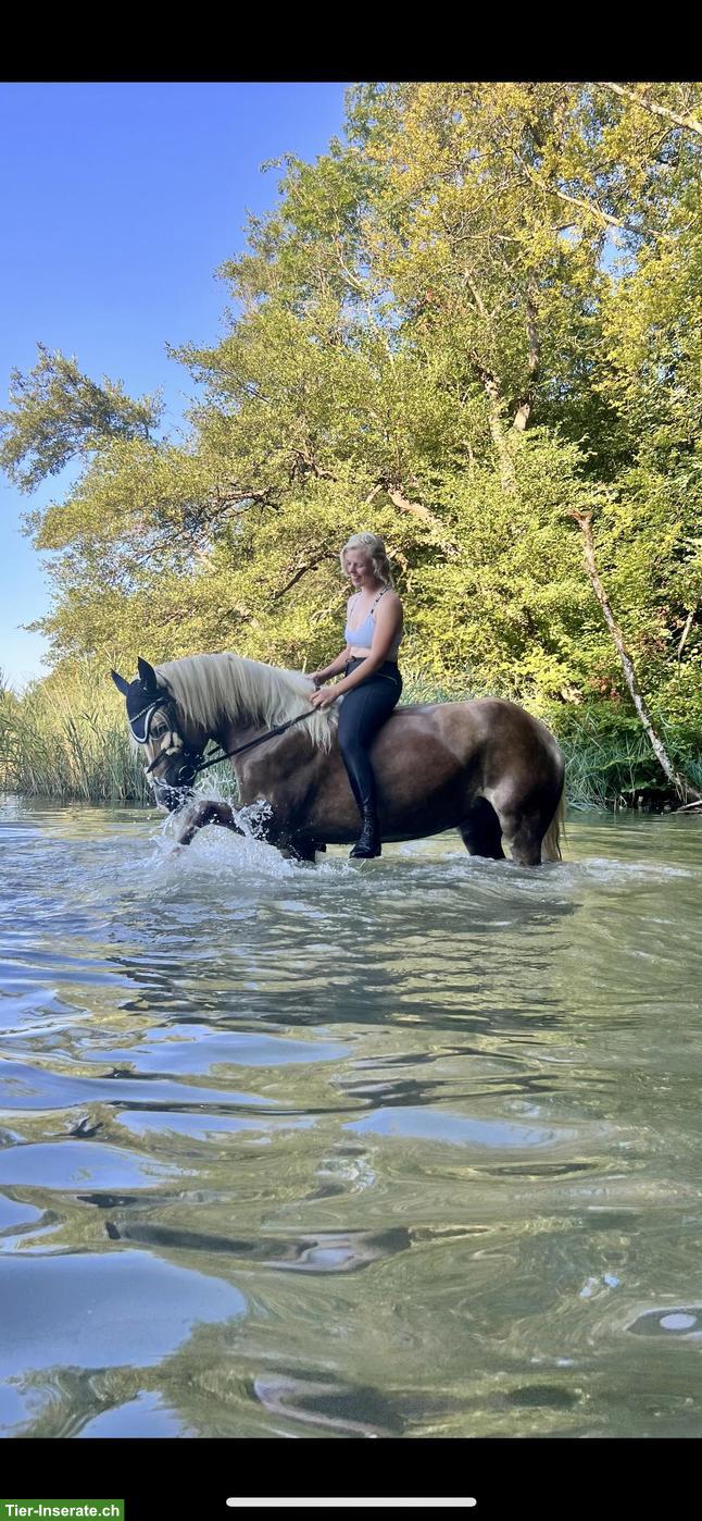 Bild 3: Reitbeteiligung für hübsche Haflinger Stute im ZH-Unterland