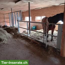 Freilaufstall zu vermieten in Trimbach SO