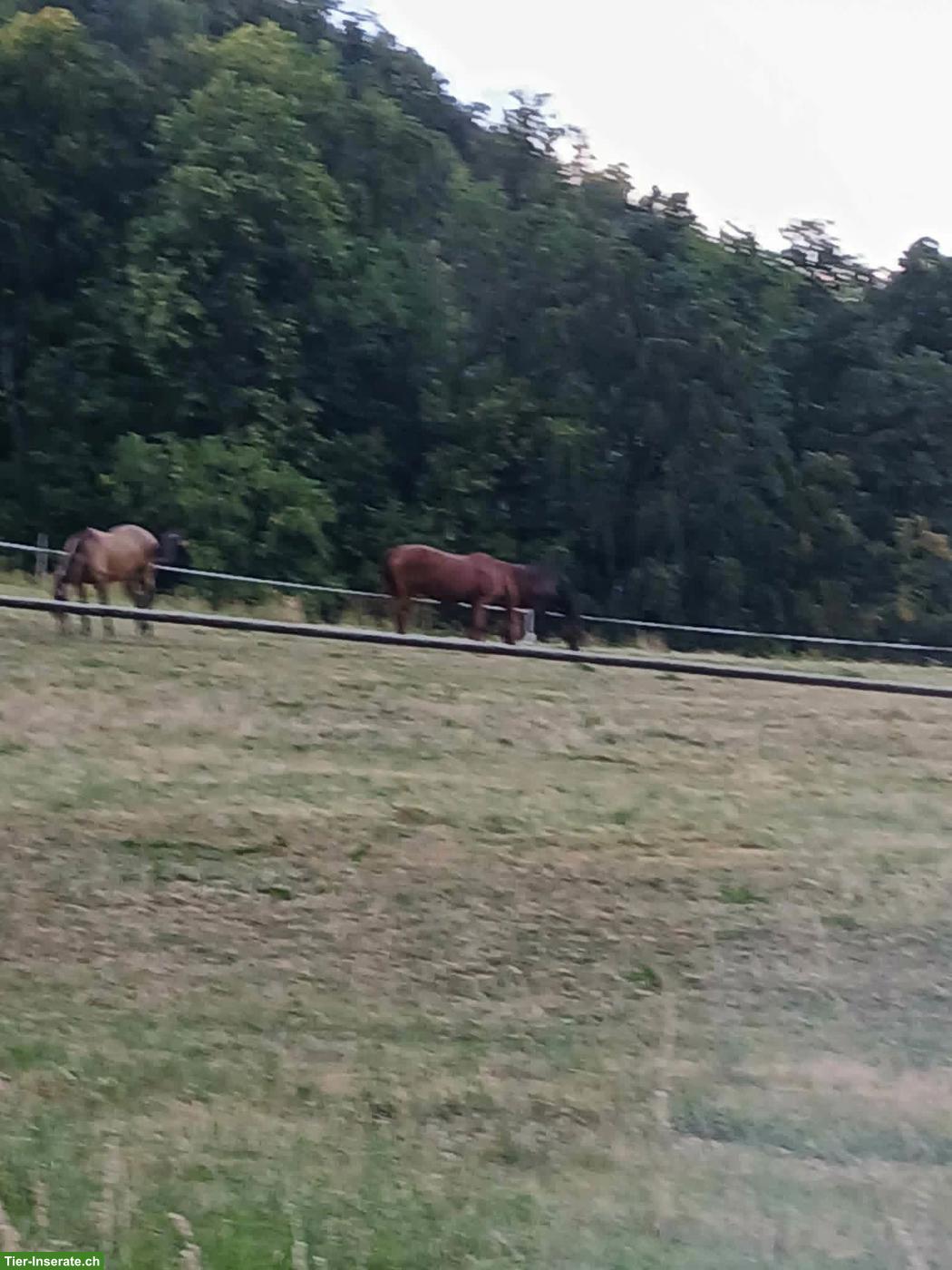 Bild 2: Freilaufstall zu vermieten in Trimbach SO