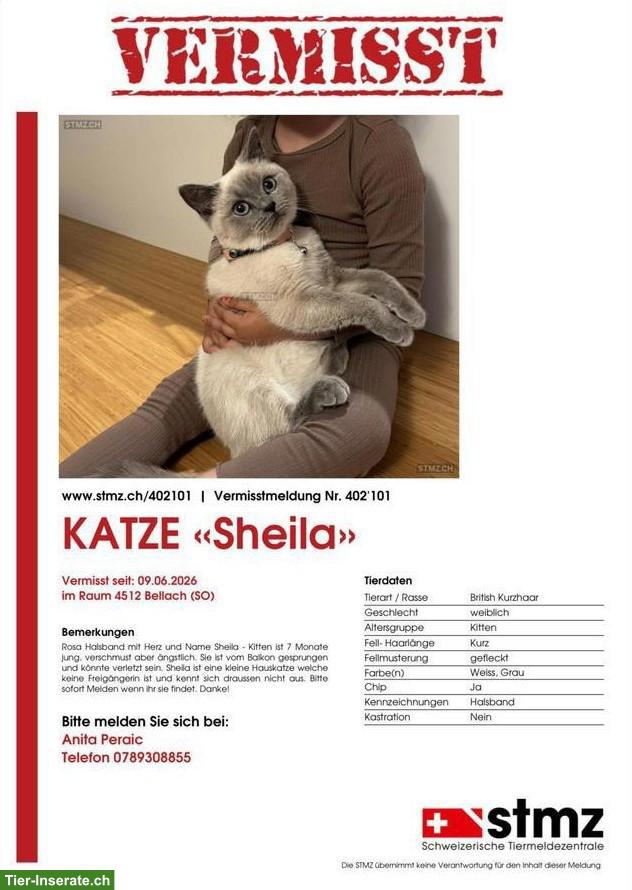 BKH Katze Sheila VERMISST