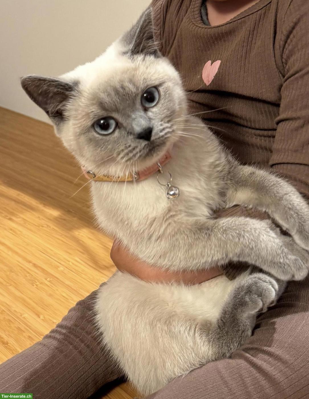 Bild 2: BKH Katze Sheila VERMISST