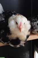 Seltene Ameraucana Junghähne, weizenfarbig