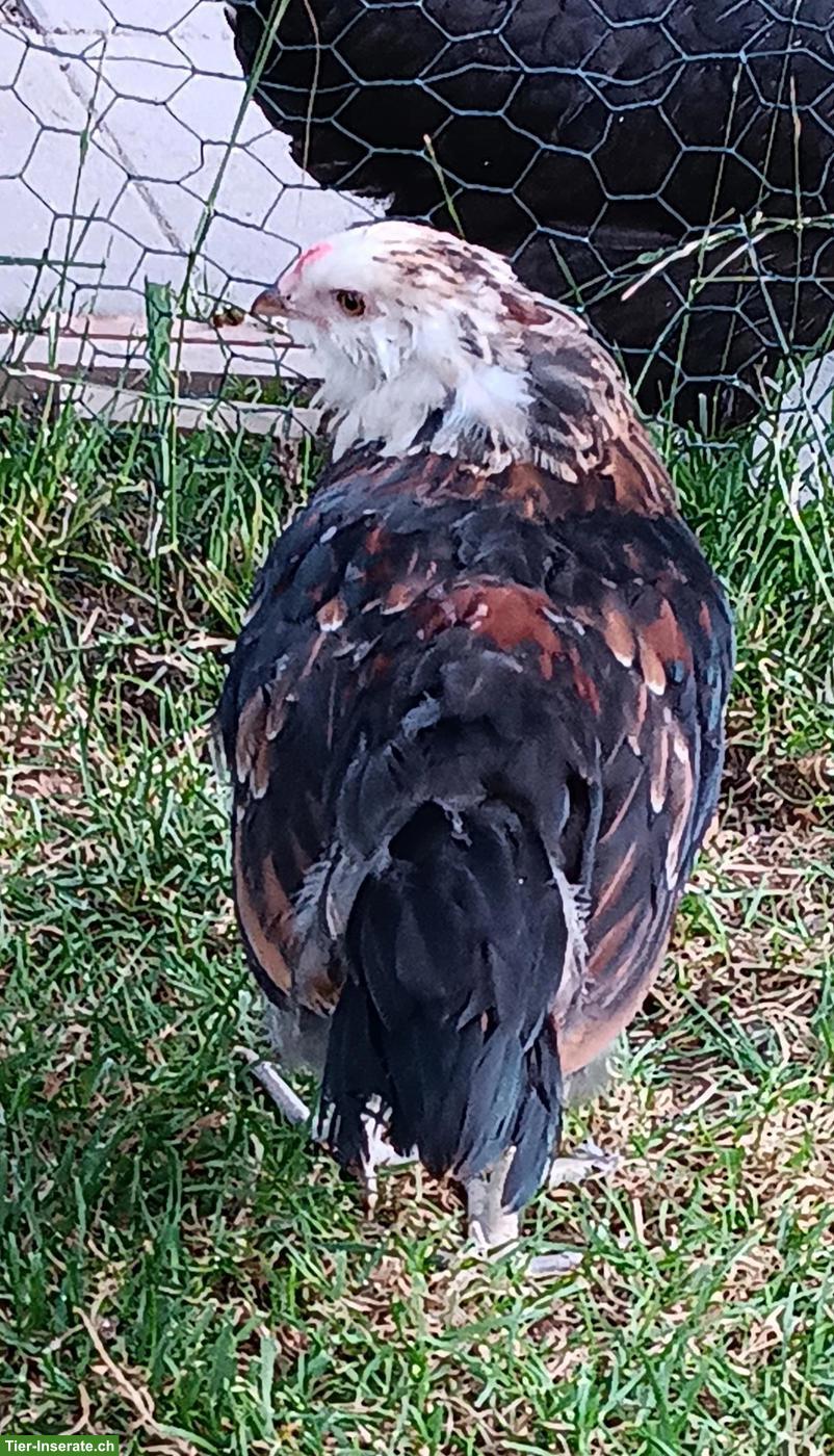 Bild 2: Seltene Ameraucana Junghähne, weizenfarbig