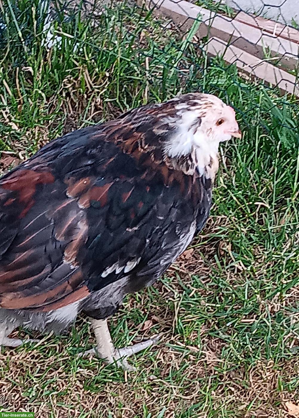 Bild 3: Seltene Ameraucana Junghähne, weizenfarbig