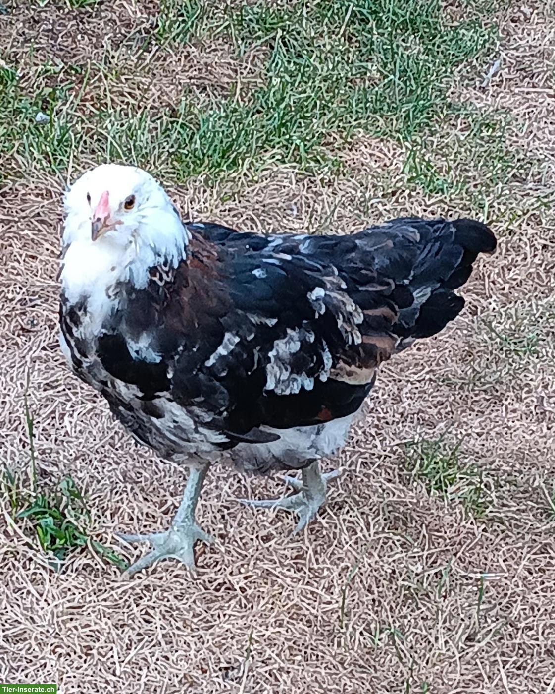 Bild 4: Seltene Ameraucana Junghähne, weizenfarbig