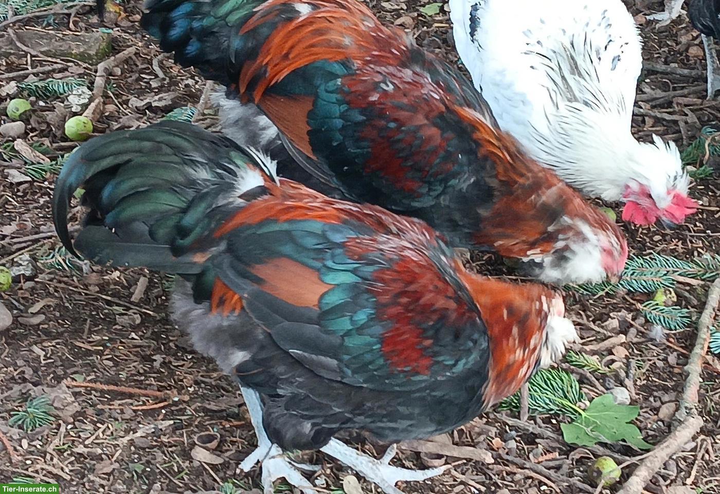Bild 5: Seltene Ameraucana Junghähne, weizenfarbig