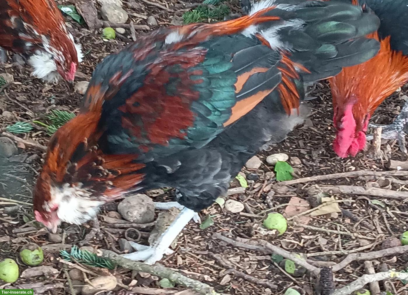 Bild 6: Seltene Ameraucana Junghähne, weizenfarbig