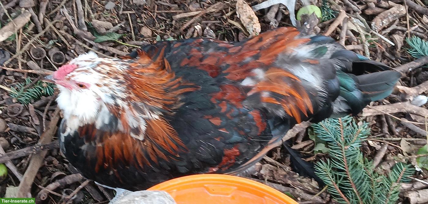 Bild 7: Seltene Ameraucana Junghähne, weizenfarbig