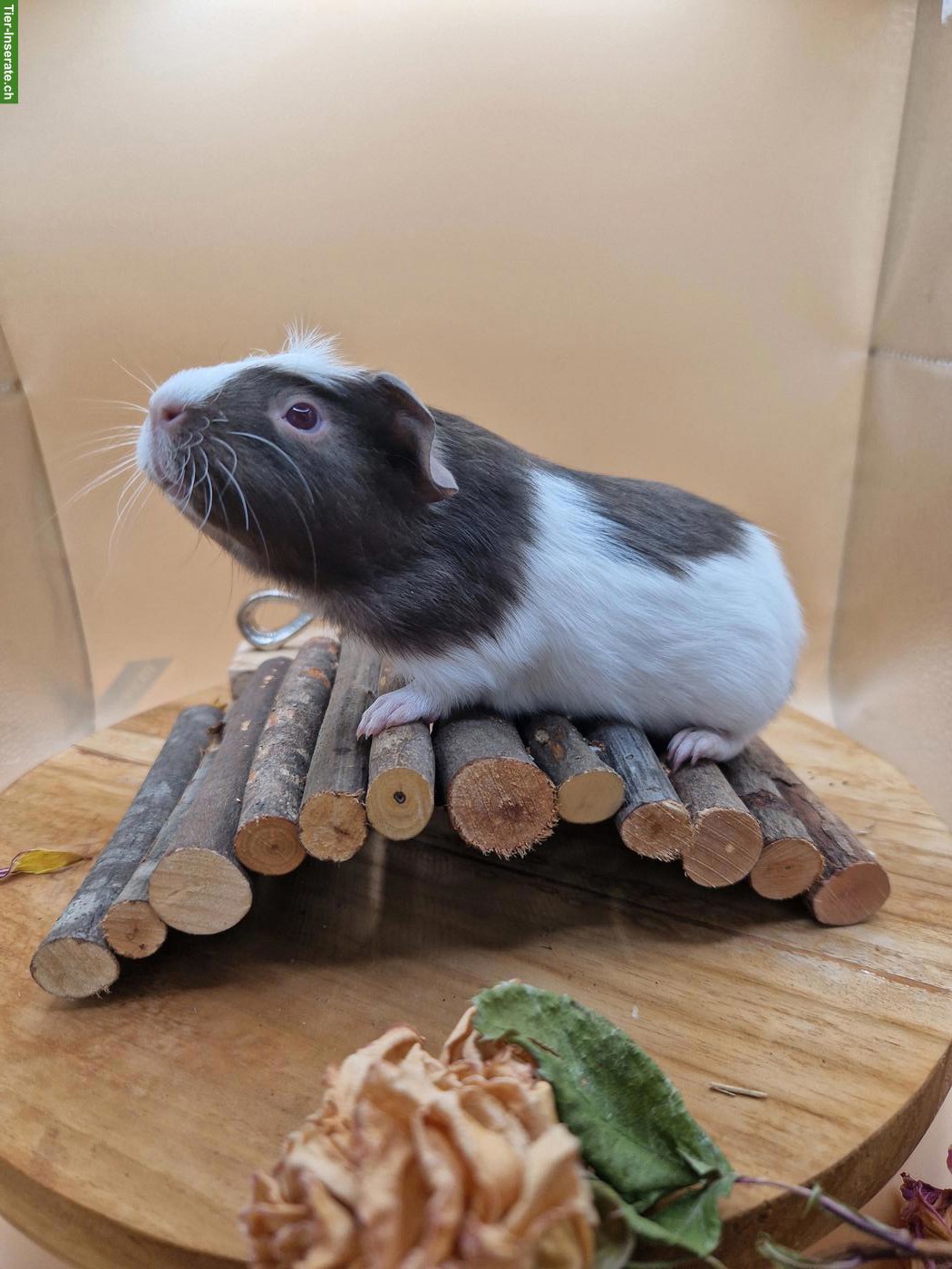 Meerschweinchen Frühkastraten suchen neues Zuhause