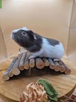 Meerschweinchen Frühkastraten suchen neues Zuhause