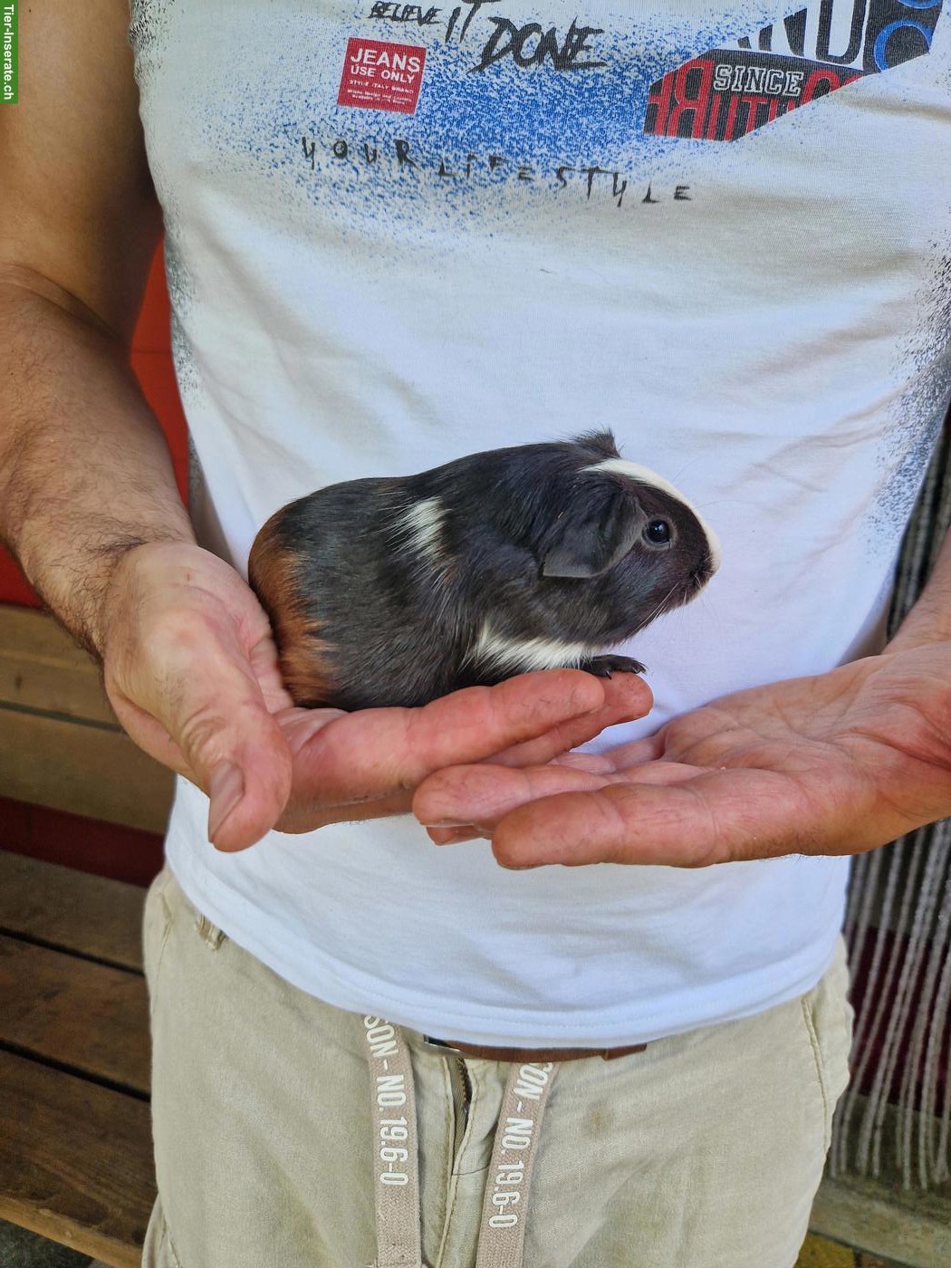 Bild 2: Meerschweinchen Frühkastraten suchen neues Zuhause