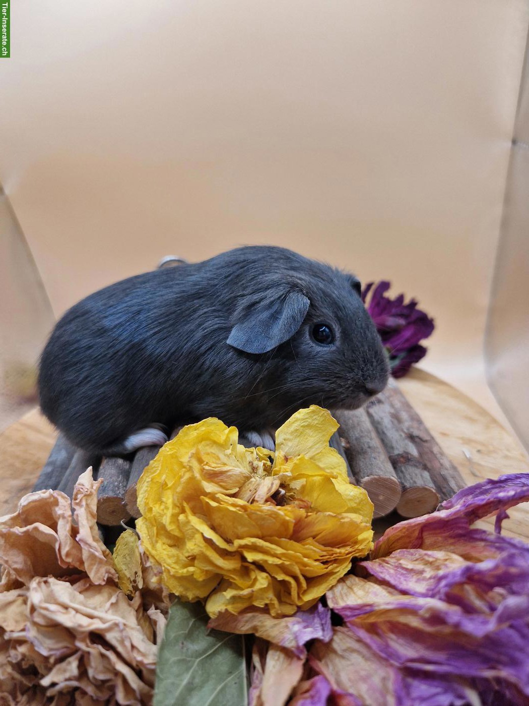 Bild 3: Meerschweinchen Frühkastraten suchen neues Zuhause