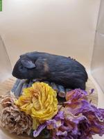 Meerschweinchen Weibchen sucht ein neues Zuhause