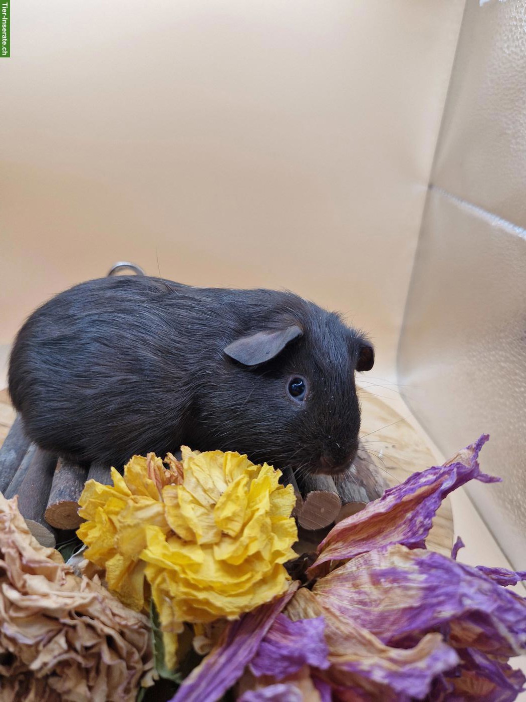Bild 2: Meerschweinchen Weibchen sucht ein neues Zuhause