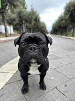 Süsser Frenchie Rüde, 4-jährig