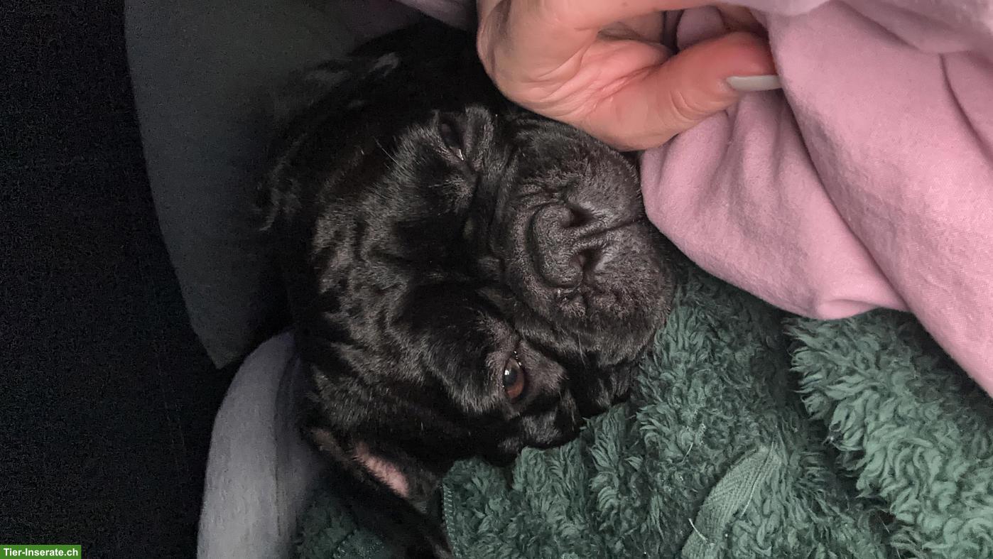 Bild 2: Süsser Frenchie Rüde, 4-jährig