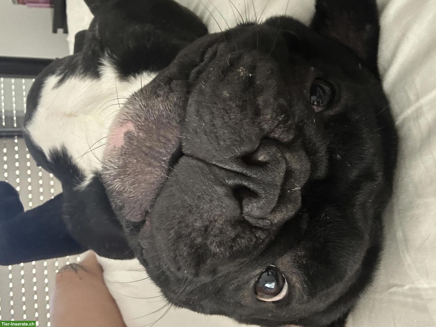 Bild 3: Süsser Frenchie Rüde, 4-jährig