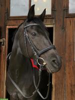 Württemberger Warmblut Stute sucht Menschen mit kompatiblem Knall