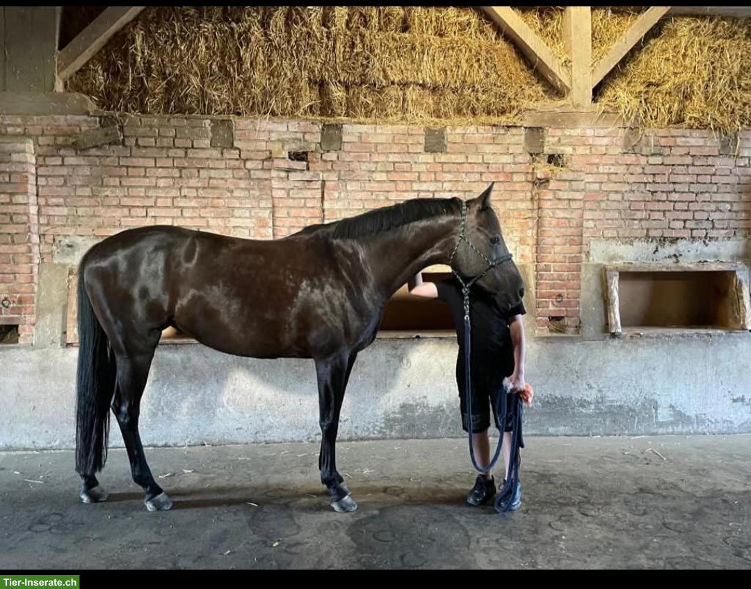 Bild 2: Württemberger Warmblut Stute sucht Menschen mit kompatiblem Knall
