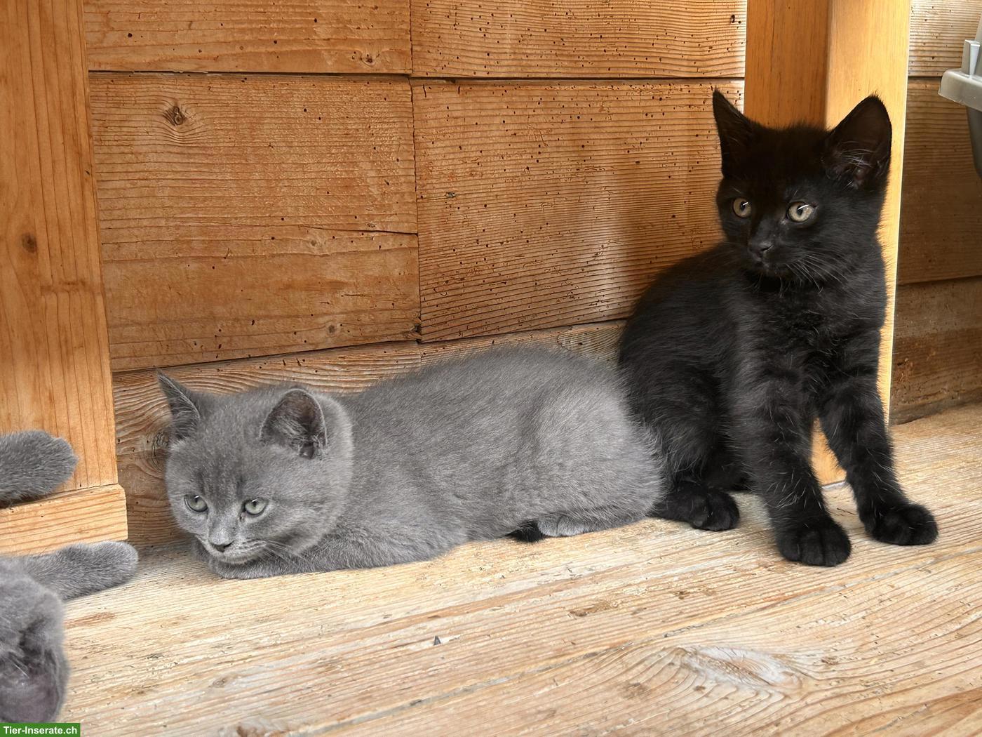 BKH-Mix Kitten suchen ihren Lebensplatz